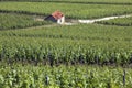 Vineyards at Hautvillers - France Royalty Free Stock Photo